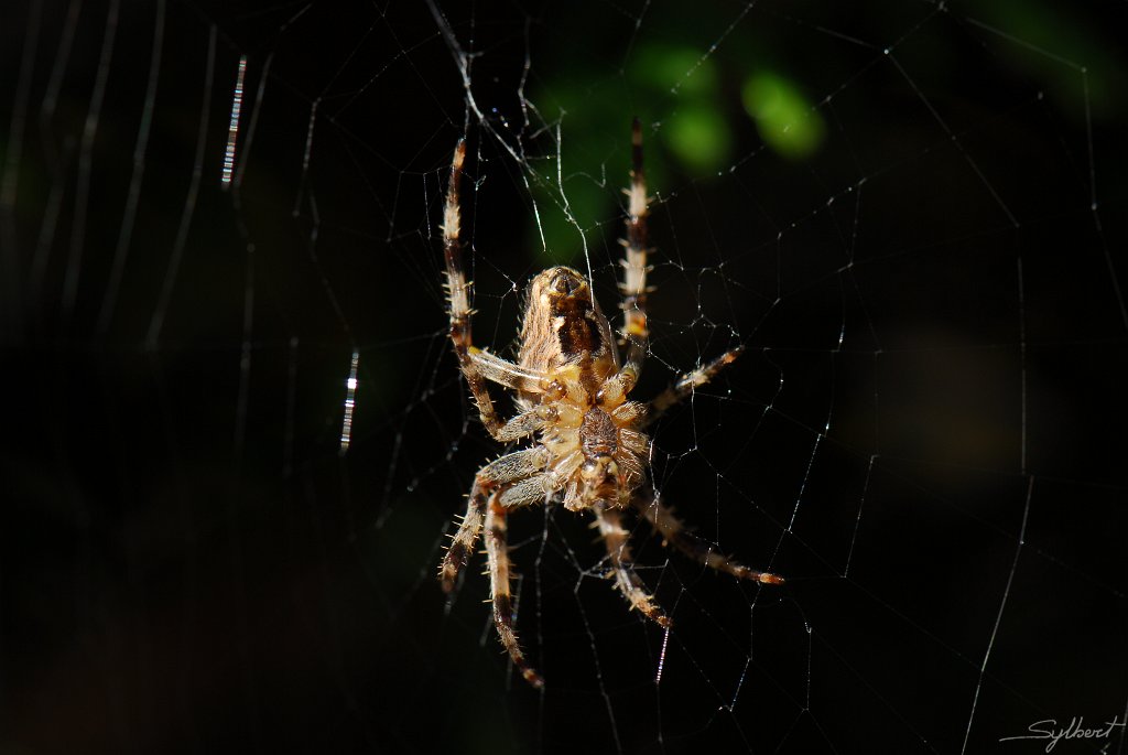 Photo 081.jpg - Epeire (Lumière naturelle)